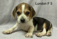 London F 5, a female Beagle for sale in Headland, AL – 1 of 3