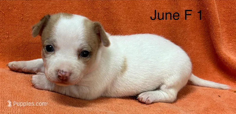 June F 1 – Chihuahua puppy for sale in Headland, AL
