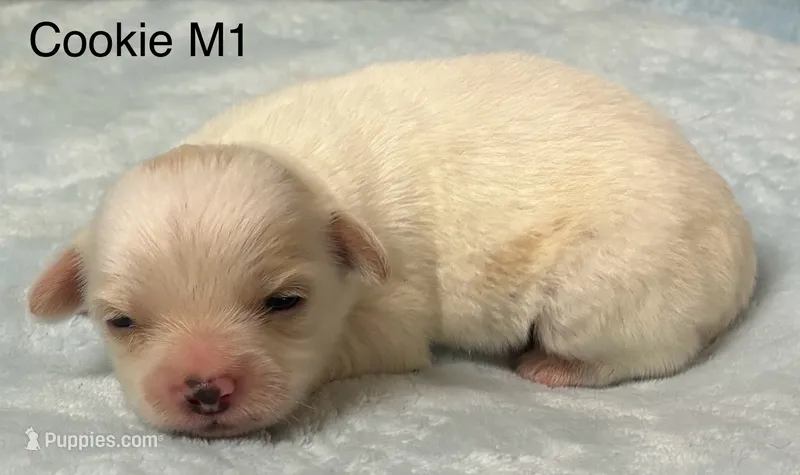 Cookie M 1 – Chihuahua puppy for sale in Headland, AL