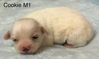 Cookie M 1, a male Chihuahua for sale in Headland, AL – 1 of 2