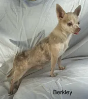 June F 1, a female Chihuahua for sale in Headland, AL – 3 of 4