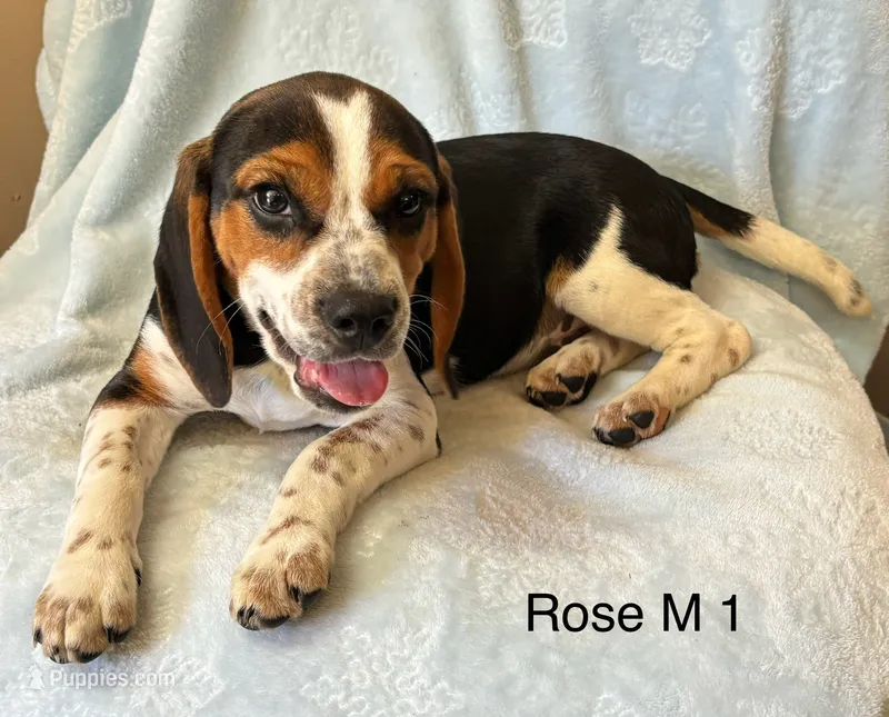 Rose M 1 – Beagle puppy for sale in Headland, AL