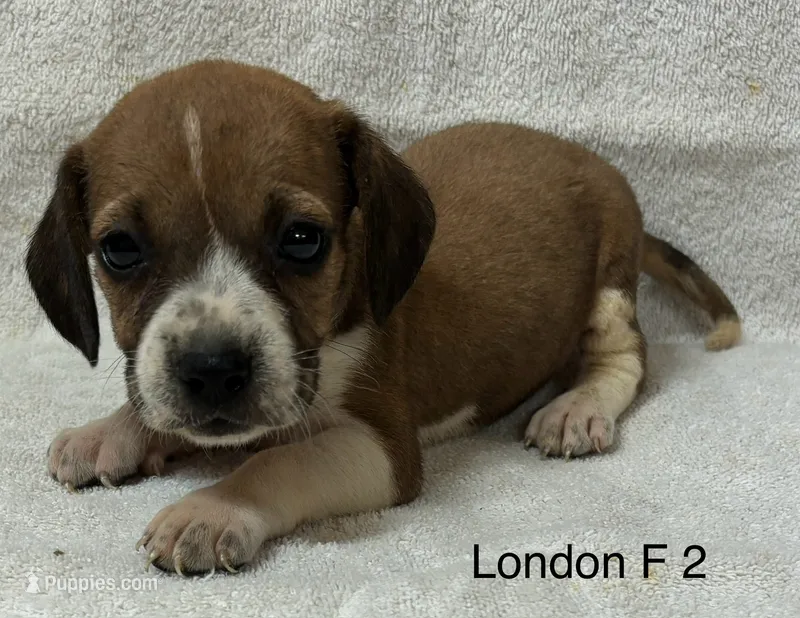 London F 2 – Beagle puppy for sale in Headland, AL