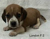 London F 2, a female Beagle for sale in Headland, AL – 1 of 1