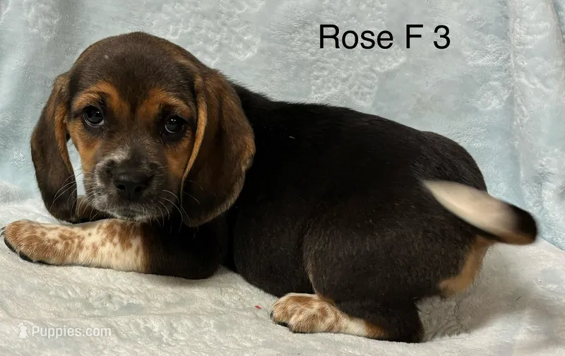 Rose F 3 – Beagle puppy for sale in Headland, AL