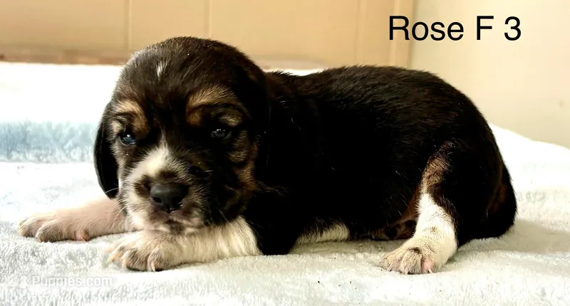 Rose F 3 – Beagle puppy for sale in Headland, AL