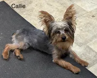 Callie, a female Yorkshire Terrier for sale in Headland, AL – Photo 1 of 2