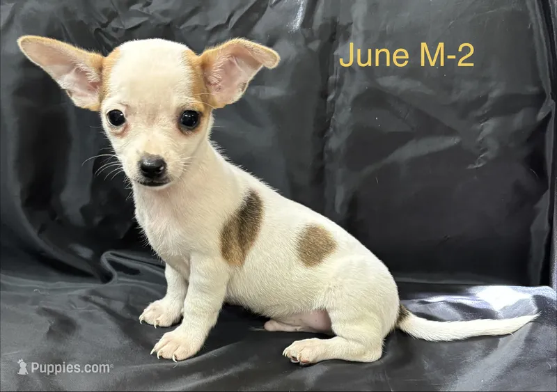 June M 2  – Chihuahua puppy for sale in Headland, AL