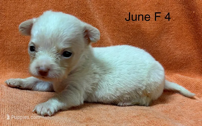 June F 4 – Chihuahua puppy for sale in Headland, AL