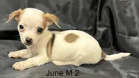 June M 2 , a male Chihuahua for sale in Headland, AL – 1 of 4