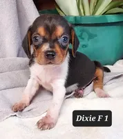 Dixie's Pups, a female Beagle for sale in Headland, AL – Photo 2 of 3