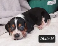 Dixie's Pups, a female Beagle for sale in Headland, AL – Photo 1 of 3
