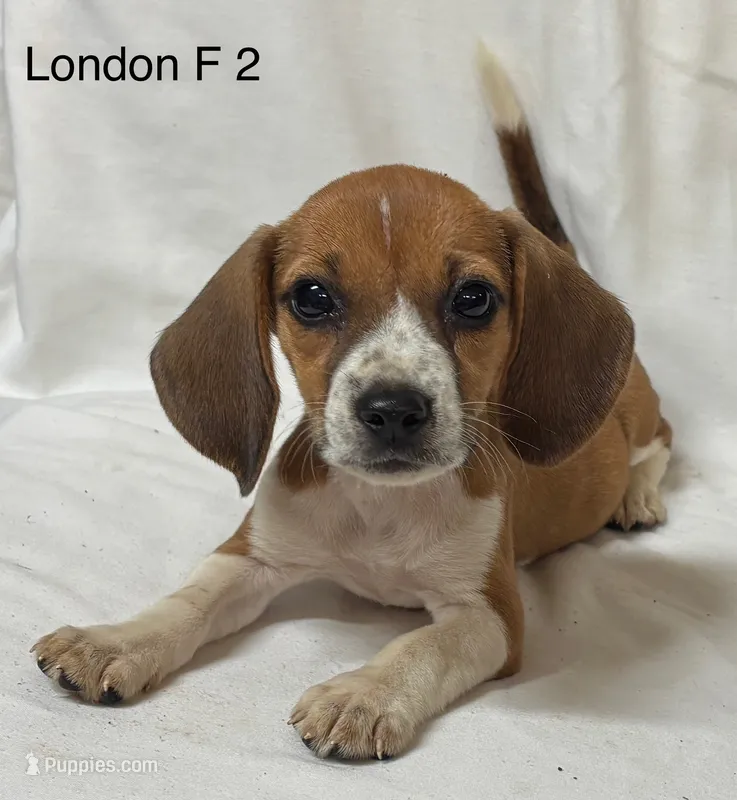 London F 2 – Beagle puppy for sale in Headland, AL