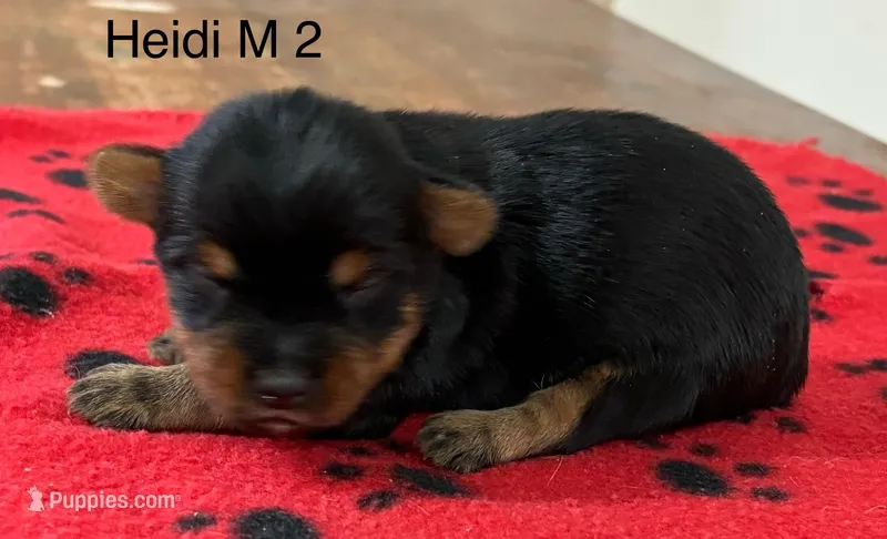 Heidi M 2 – Yorkshire Terrier puppy for sale in Headland, AL