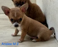 Anslee M 2, a male Chihuahua for sale in Headland, AL – Photo 1 of 4
