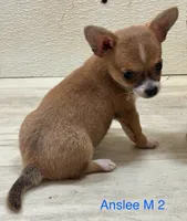 Anslee M 2, a male Chihuahua for sale in Headland, AL – Photo 2 of 4
