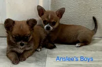 Anslee M 2, a male Chihuahua for sale in Headland, AL – Photo 3 of 4