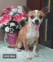 Anslee M 2, a male Chihuahua for sale in Headland, AL – Photo 4 of 4