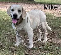 London/Mike Litter, a male Beagle for sale in Headland, AL – Photo 1 of 2