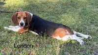 London/Mike Litter, a male Beagle for sale in Headland, AL – Photo 2 of 2