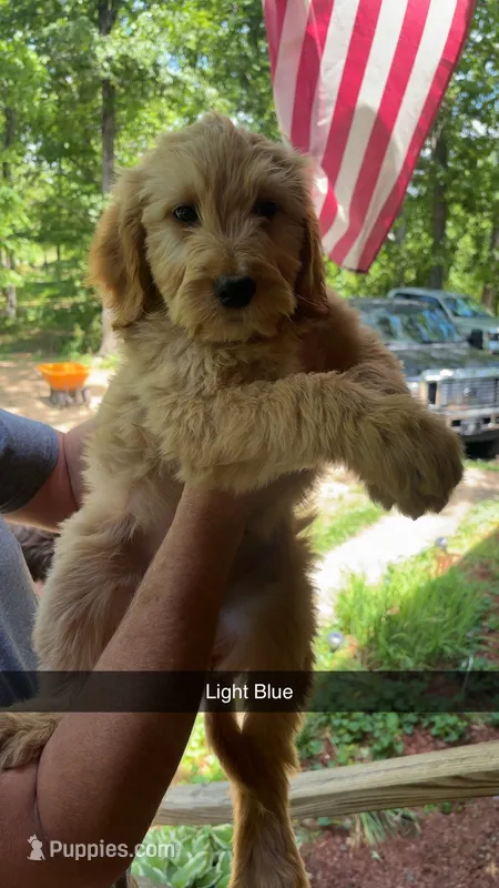 Olly – Goldendoodle puppy for sale in Chattanooga, TN