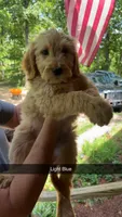 Olly, a male Goldendoodle for sale in Chattanooga, TN – 1 of 1