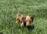 Pickles , a female Miniature Dachshund for sale in Yucaipa, CA – 2 of 4
