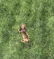 Pickles , a female Miniature Dachshund for sale in Yucaipa, CA – 1 of 4