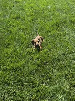 Pickles , a female Miniature Dachshund for sale in Yucaipa, CA – 3 of 4