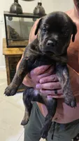 Blue, a male Rottweiler and American Pit Bull Terrier for sale in Lehigh Acres, FL – 2 of 2