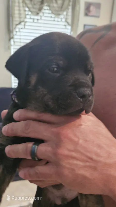 Blue – Rottweiler, American Pit Bull Terrier puppy for sale in Lehigh Acres, FL
