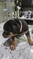 Pink, a female Rottweiler and American Pit Bull Terrier for sale in Lehigh Acres, FL – 2 of 3