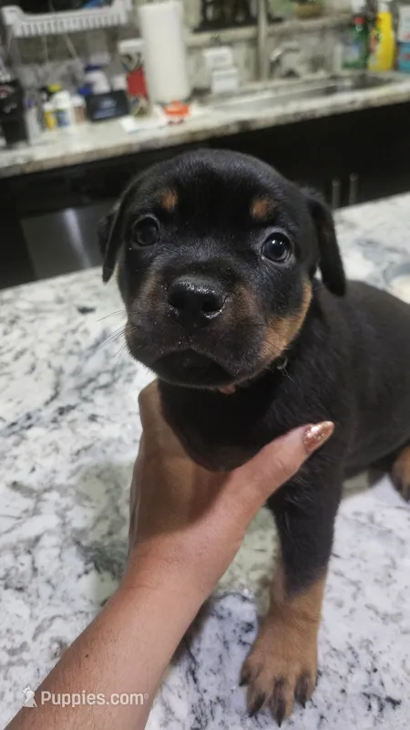 Pink – Rottweiler, American Pit Bull Terrier puppy for sale in Lehigh Acres, FL