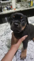 Pink, a female Rottweiler and American Pit Bull Terrier for sale in Lehigh Acres, FL – 1 of 3