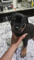 Pink, a female Rottweiler and American Pit Bull Terrier for sale in Lehigh Acres, FL – 3 of 3