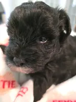 Black with white goatee, a female Yorkipoo for sale in Vancleave, MS – 6 of 6