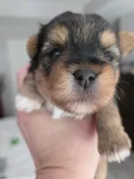 Pretty girl, a female Yorkshire Terrier for sale in Vancleave, MS – 4 of 6