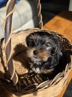 Little man, a male Yorkshire Terrier for sale in Vancleave, MS – Photo 4 of 5
