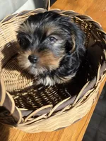 Little man, a male Yorkshire Terrier for sale in Vancleave, MS – Photo 3 of 5