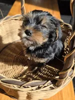 Little man, a male Yorkshire Terrier for sale in Vancleave, MS – Photo 5 of 5