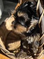 Little man, a male Yorkshire Terrier for sale in Vancleave, MS – Photo 1 of 5
