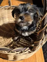 Little man, a male Yorkshire Terrier for sale in Vancleave, MS – Photo 2 of 5