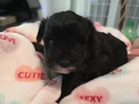 Black with white goatee, a female Yorkipoo for sale in Vancleave, MS – 1 of 6