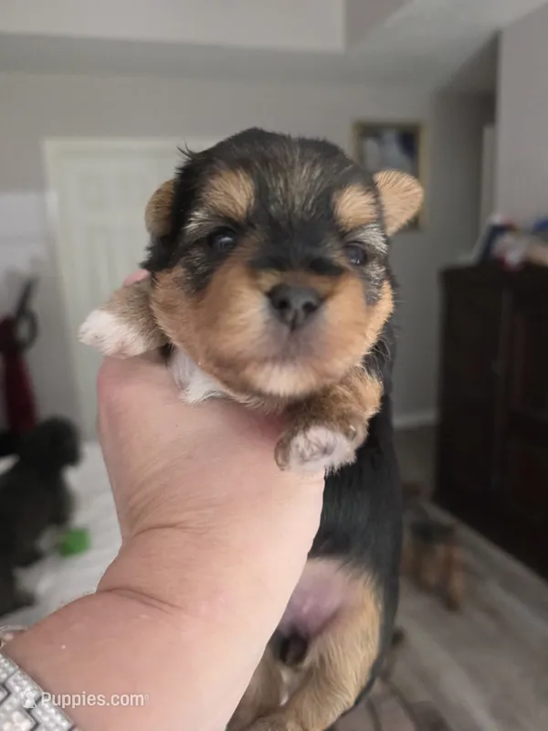 Pretty girl – Yorkshire Terrier puppy for sale in Vancleave, MS