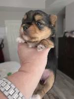 Pretty girl, a female Yorkshire Terrier for sale in Vancleave, MS – 3 of 6
