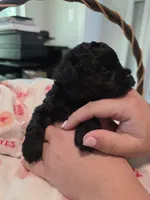 Solid black female, a female Yorkipoo for sale in Vancleave, MS – 2 of 5