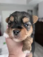 Pretty girl, a female Yorkshire Terrier for sale in Vancleave, MS – 2 of 6