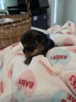 Pine green, a male Yorkshire Terrier for sale in Vancleave, MS – 2 of 7
