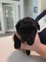 Solid jet black, a female Yorkipoo for sale in Vancleave, MS – 4 of 10