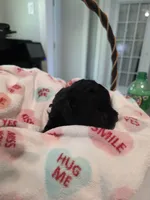 Solid jet black, a female Yorkipoo for sale in Vancleave, MS – 5 of 10